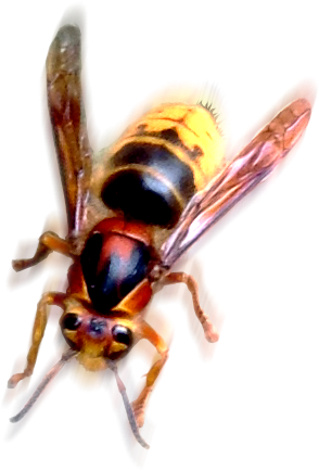 picture of wasp